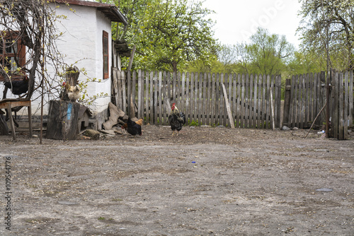 куры во дворе сельского дома photo