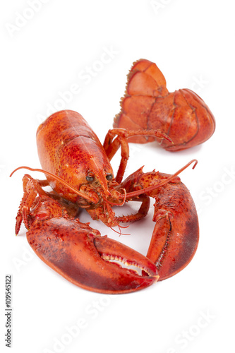 lobster close up