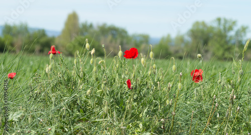 Coquelicots