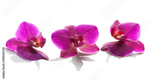 orchid flowers on a white background.