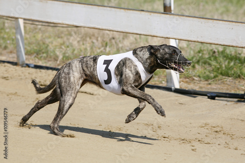 Running racing greyhound dog on racing track