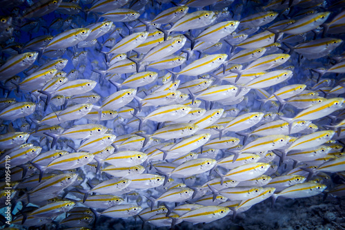 Underwater view of school of double-lined fusiliers (pterocaesio digramma), Lombok, Indonesia photo