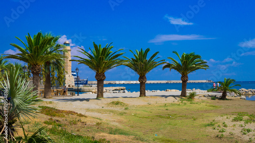 palm trees on the sea coast