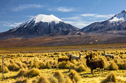 Bolivia - Parinacota photo