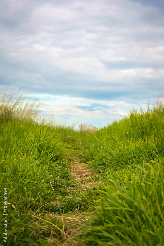 Summer background with green grass and a path close up