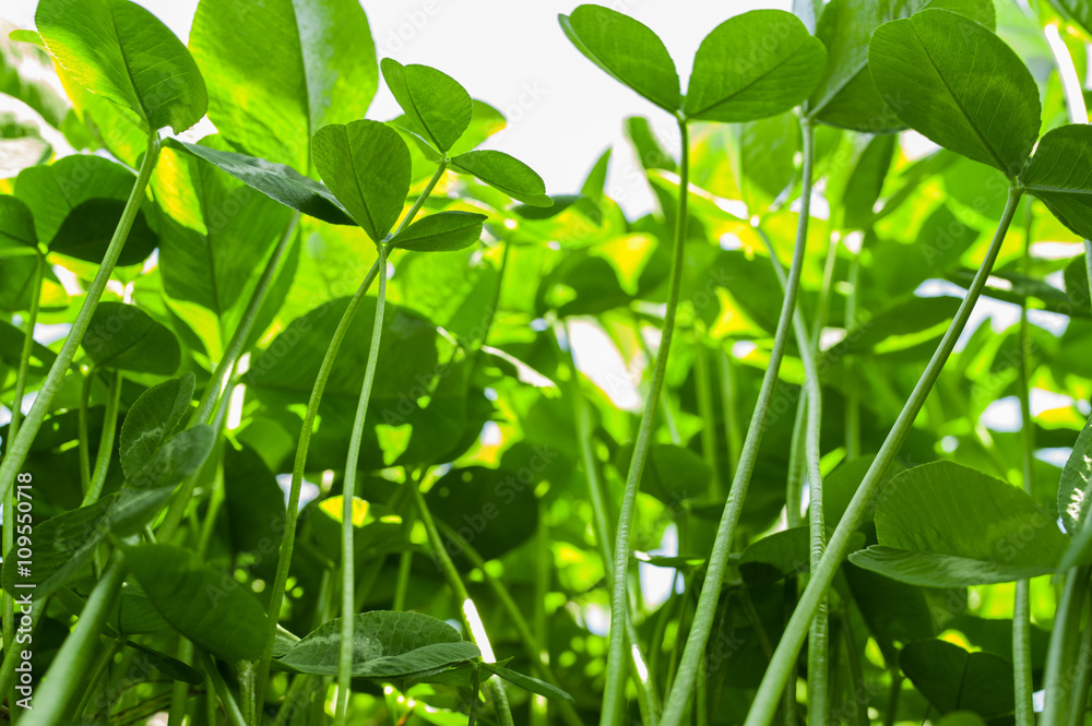 Picture of green clover field with sky Picture of green clover field with sky