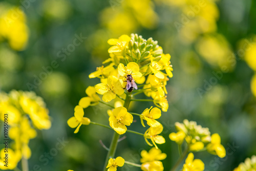 Bee collecting the nectar from the young colza flowers