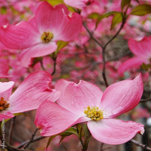 Pink flowers of the cornus dogwood tree