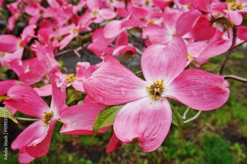 Pink dogwood  cornus  flower in the spring