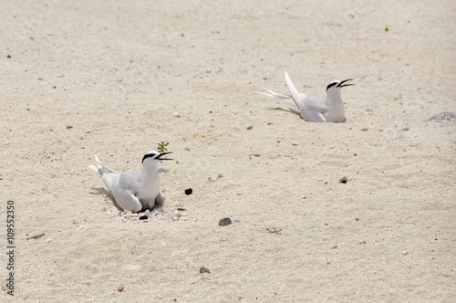 Two tern sitting on their eggs/brooding in the sand