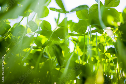 Picture of green clover field with sky