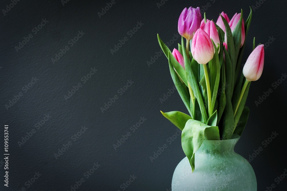 Tulip Flower buds against dark grey background