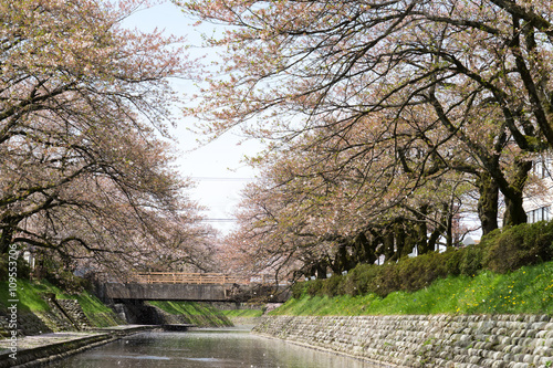 Wallpaper Mural 松川　桜吹雪 Torontodigital.ca