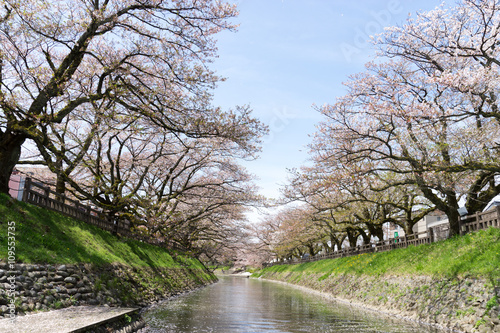 Wallpaper Mural 松川　桜　散り始め Torontodigital.ca