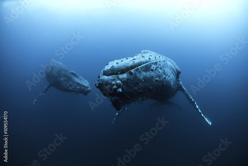 Mature female and young male escort Humpback Whales (megaptera novaeangliae), Roca Partida, Revillagigedo, Mexico