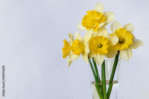 Yellow narcissus in vase on blue background