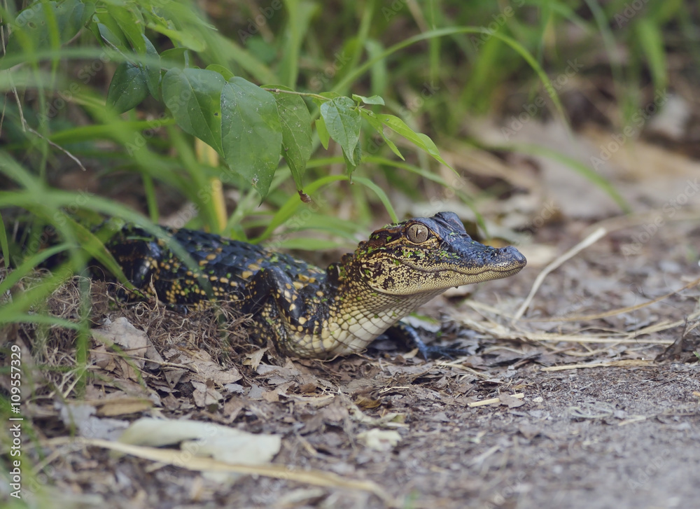 Small Florida Alligator