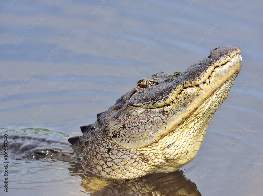 Fototapeta premium Alligator Growling for a Mate