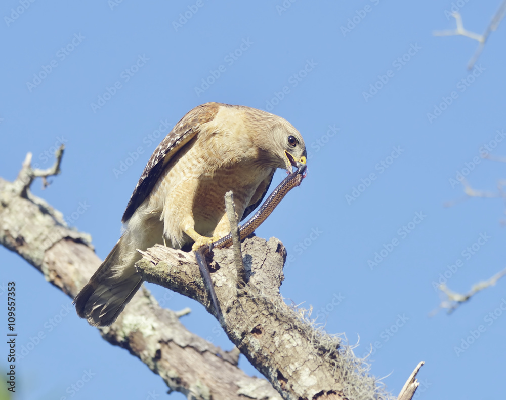 Red Shouldered Hawk Red Shouldered Hawk