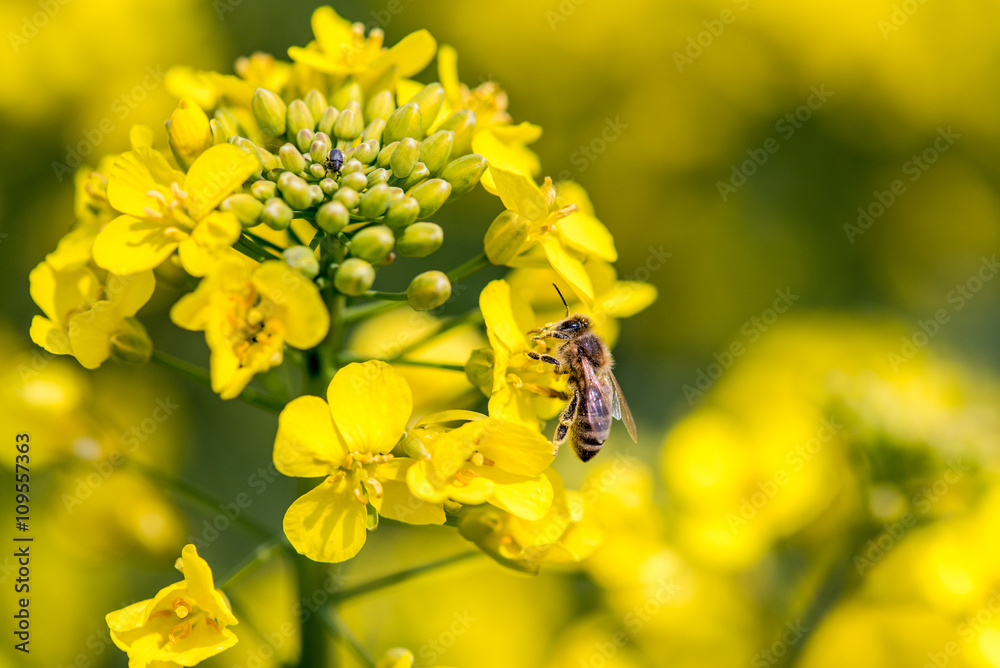 Bee collecting the nectar from the young colza flowers Bee collecting the nectar from the young colza flowers
