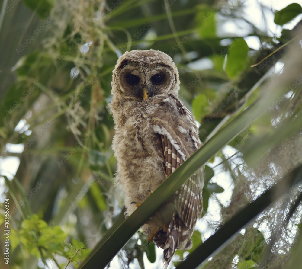 Fototapeta premium Barred Owlet Perches