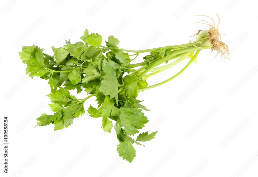 Fototapeta premium celery isolated on white