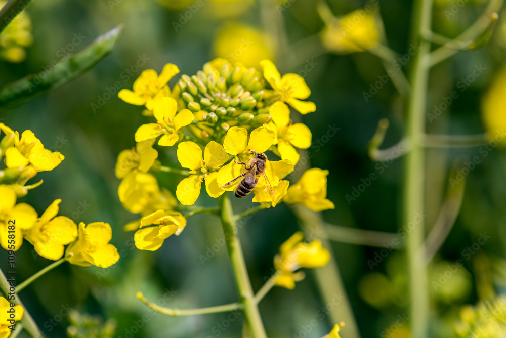 Bee collecting the nectar from the young colza flowers