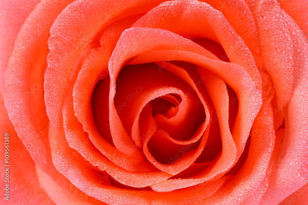 beautiful orange rose close up