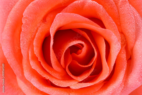 beautiful orange rose close up