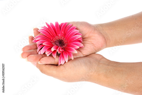 Woman hands holding pink flower