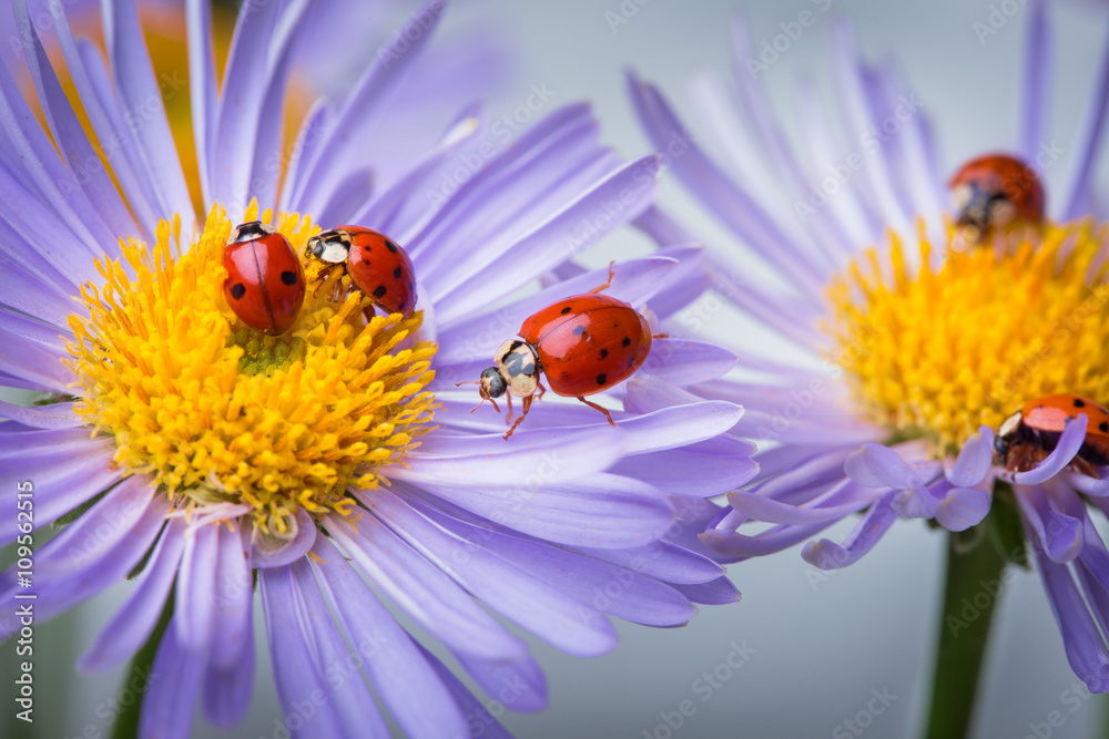 ladybugs on camomile