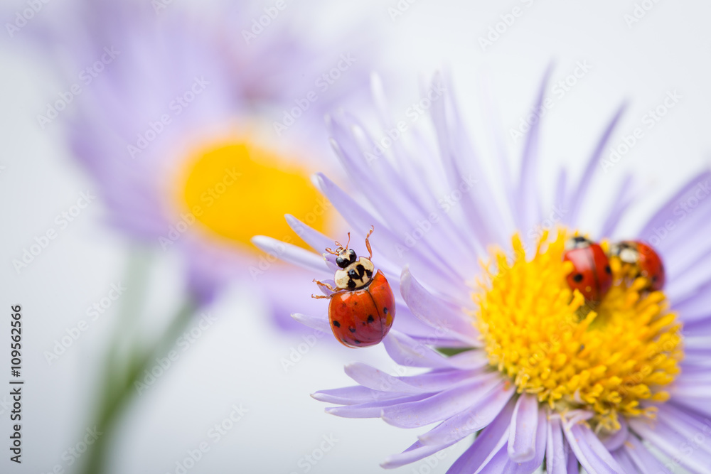 ladybugs on camomile ladybugs on camomile