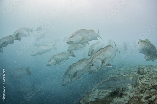 Underwater view of large cubera snapper schools gathering around a fresh water ocean sinkhole, Cancun, Quintana Roo, Mexico photo