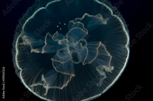 A jellyfish provides protection for miniature fish while they develop, Cabo Catoche, Quintana Roo, Mexico photo