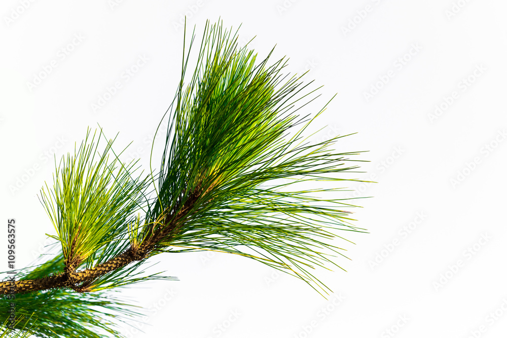 Pine tree branch isolated on white Pine tree branch isolated on white
