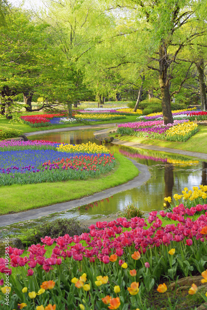 Obraz premium Colorful tulips