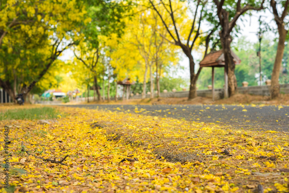 Cassia fistula flower and the road in countryside Cassia fistula flower and the road in countryside