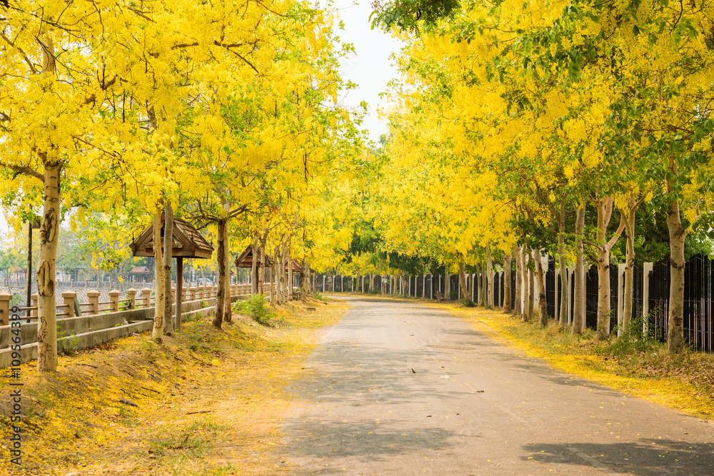 Cassia fistula flower and the road in countryside