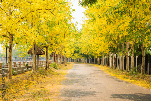 Cassia fistula flower and the road in countryside photo