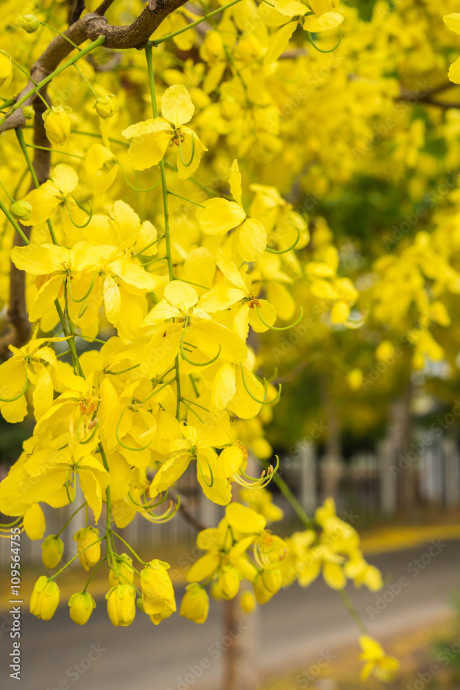 Cassia fistula flower, Golden shower flower Cassia fistula flower, Golden shower flower