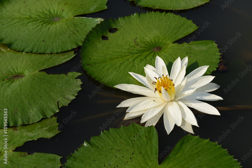 White lotus, Korat Thailand A white lotus flower refers to purity of the mind and the spirit. White lotus, Korat Thailand A white lotus flower refers to purity of the mind and the spirit.