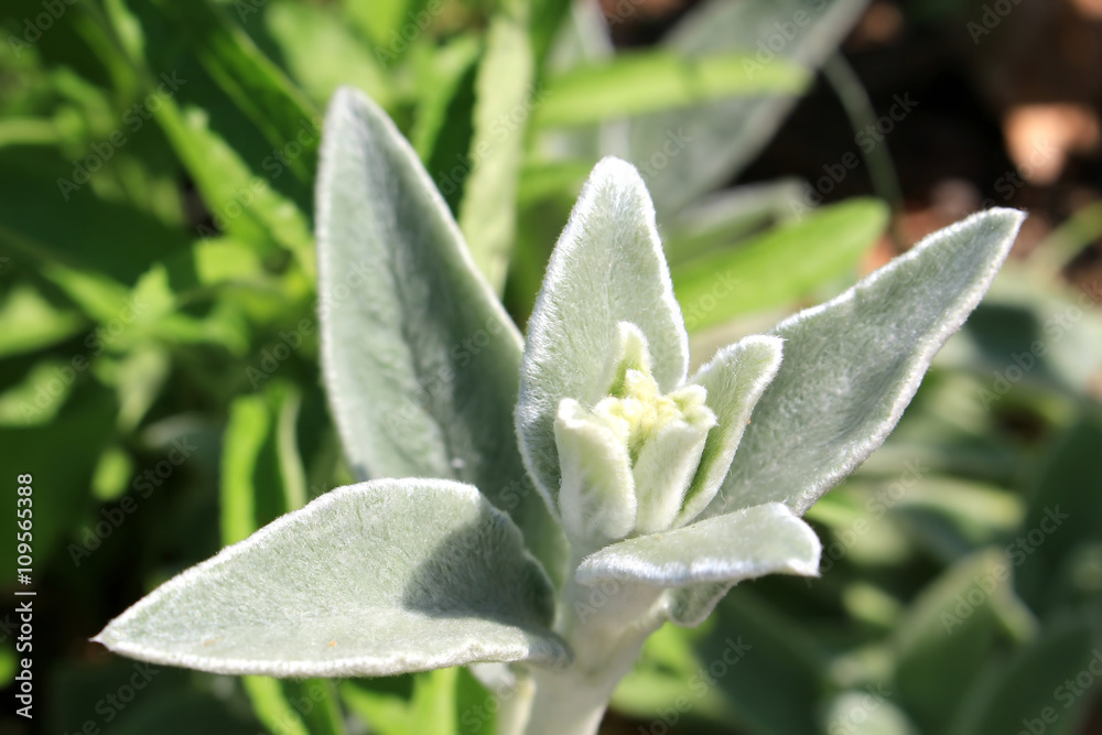 Lamb's ear green garden Lamb's ear green garden