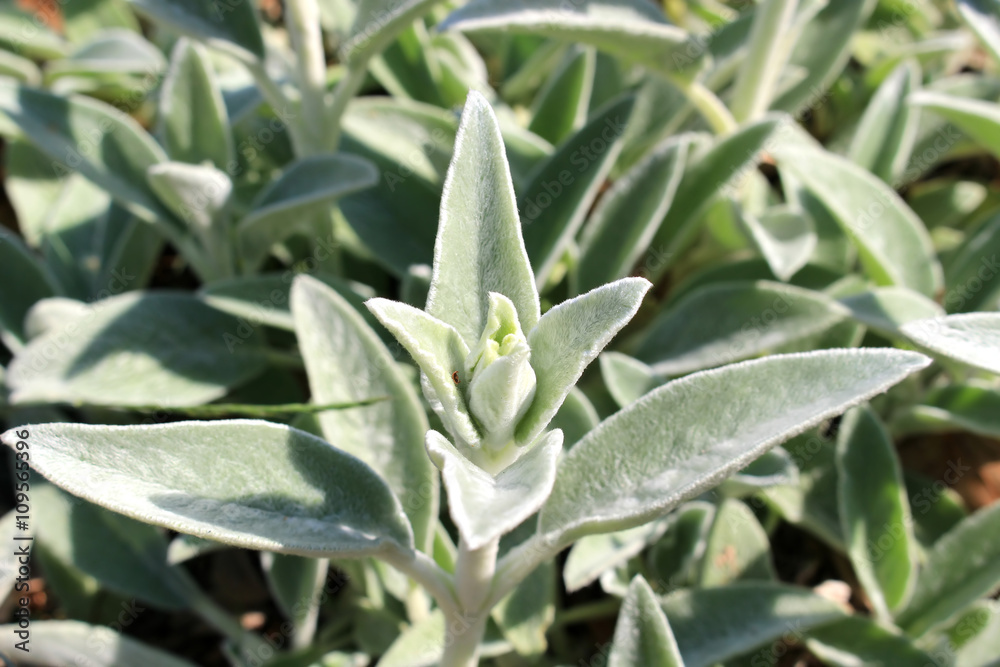 Fototapeta premium Lamb's ear green garden