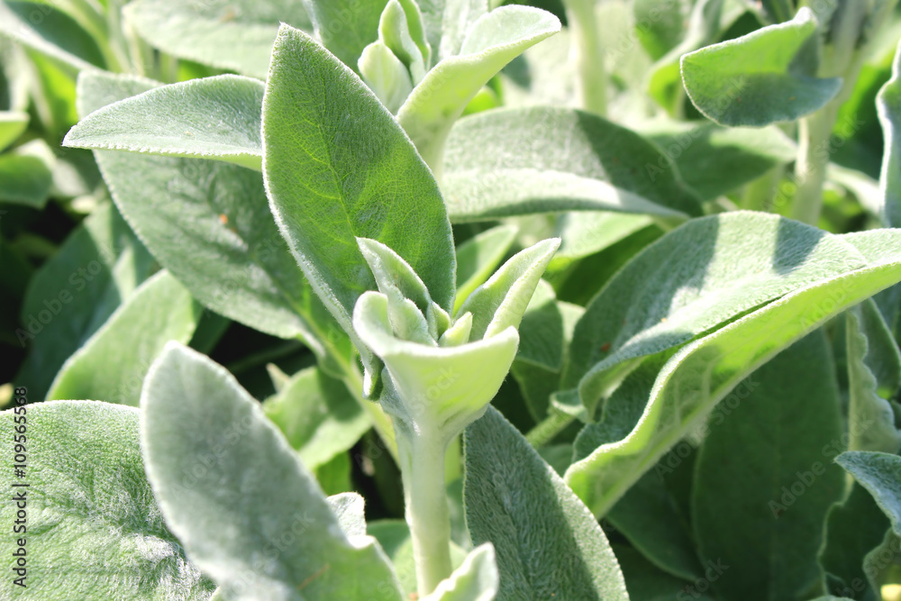 Obraz premium Lamb's ear green garden