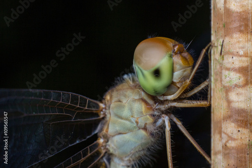 extreme detail macro shoot eyes of dragonfly  