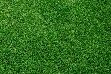 real green grass background