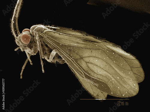 Coloured SEM of bark louse (Psocoptera) photo