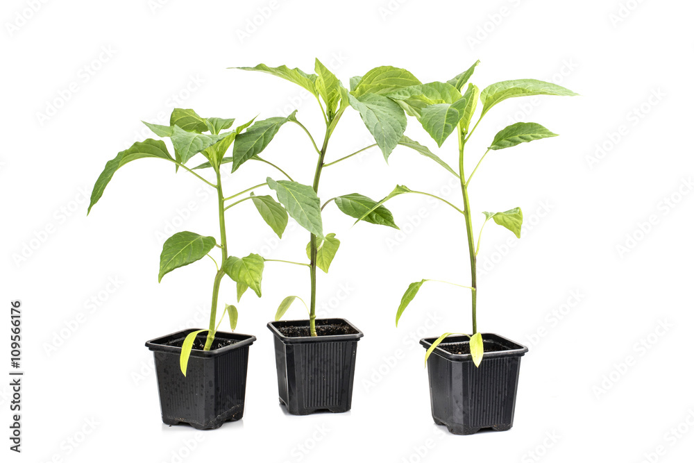 Three Seedlings Paprika (Capsicum, Peppers) Plan Vegetable isola Three Seedlings Paprika (Capsicum, Peppers) Plan Vegetable isola