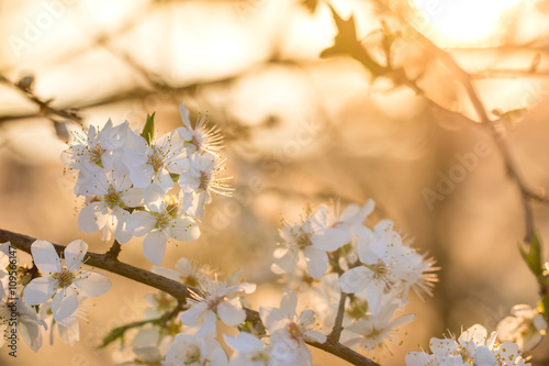 Greengage Flowers  Fruit Tree at Sunset