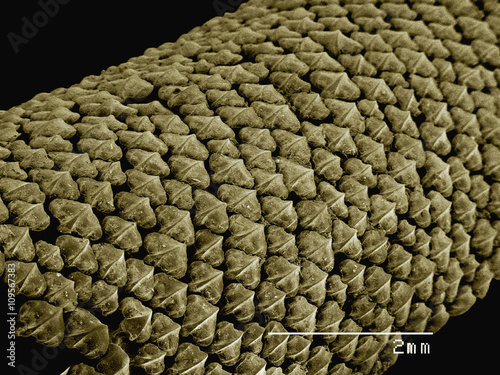 Coloured SEM of shark skin (Squalus sp) photo